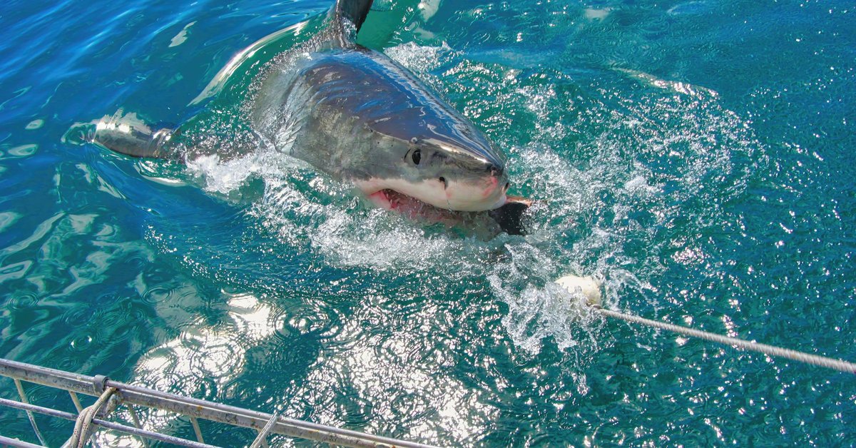 Śmiertelny atak rekina. "Przypłynąłem z nią na brzeg, tak szybko, jak mogłem"
