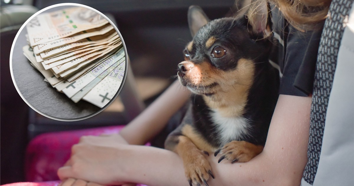 Rząd chce zmian dla właścicieli psów i kotów. Obowiązkowe czipowanie albo kara