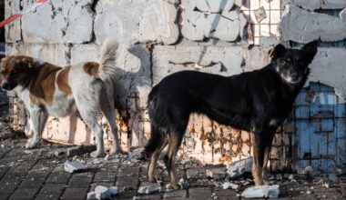 Wojna w Ukrainie zmieniła tamtejsze psy. Mają przerażające źródła pożywienia