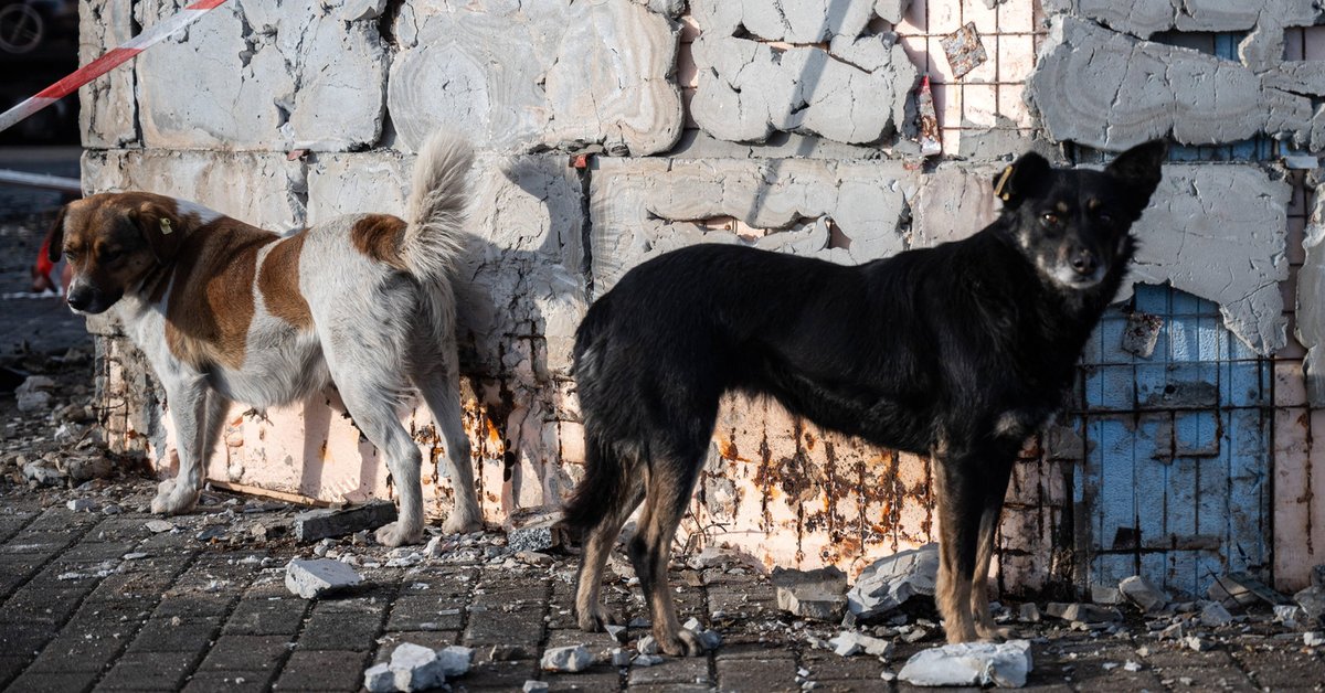 Wojna w Ukrainie zmieniła tamtejsze psy. Mają przerażające źródła pożywienia