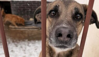 Nadchodzą siarczyste mrozy. Pilny apel o domy tymczasowe dla podopiecznych KTOZ-u