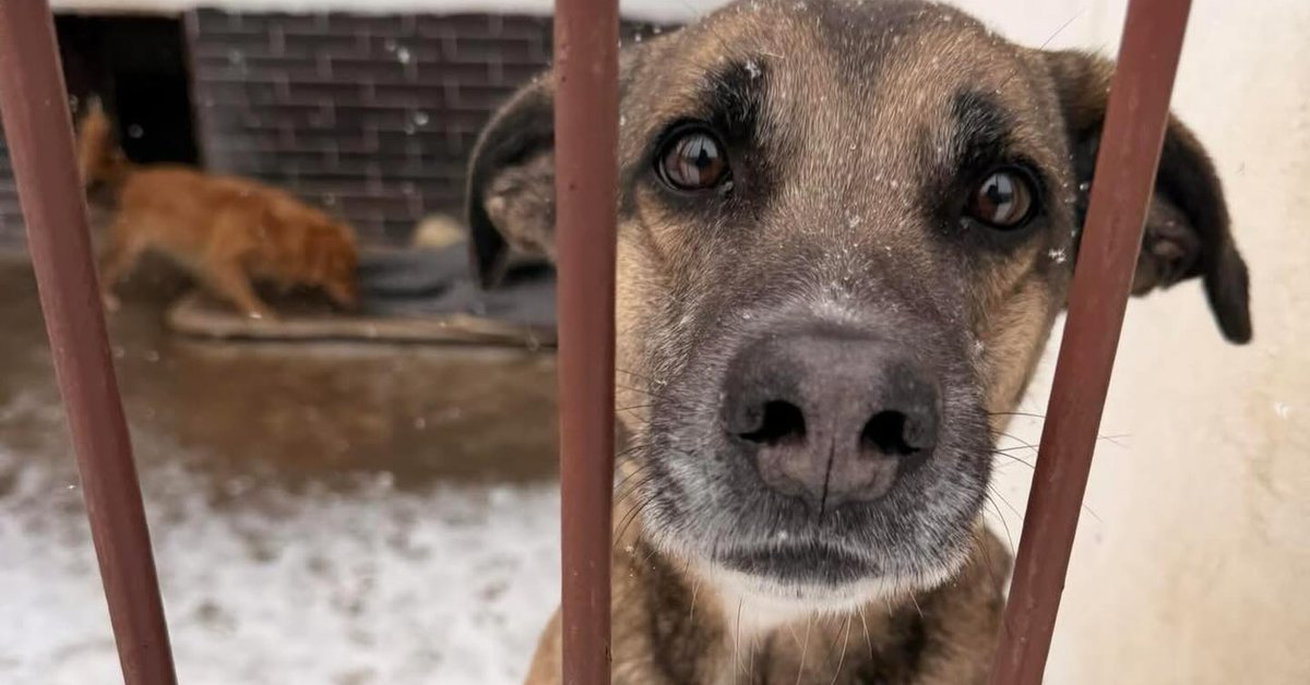 Nadchodzą siarczyste mrozy. Pilny apel o domy tymczasowe dla podopiecznych KTOZ-u