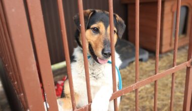 "Zamarznięta woda, niewłaściwie ocieplone budy". Lista schronisk z uchybieniami