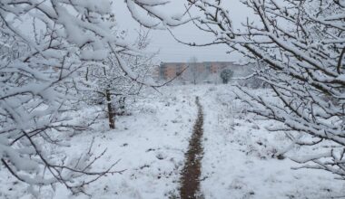 Wracała z zakupów i zamarzła po drodze. Makabryczne odkrycie w Zachodniopomorskiem