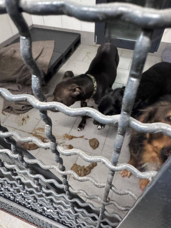 Fekalia w kojcu. Schronisko w Bytomiu 