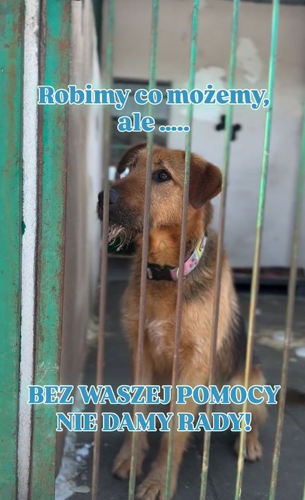 Schronisko w Toruniu szuka domów tymczasowych