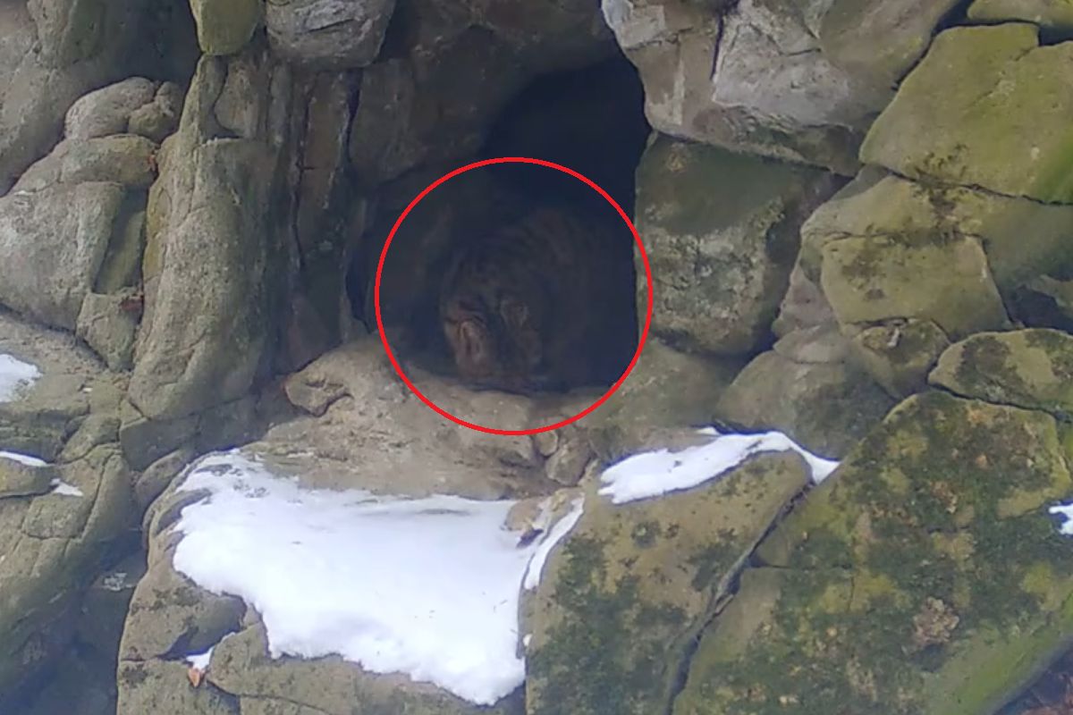 16-latka pod kołami pociągu. Dramat na dworcu