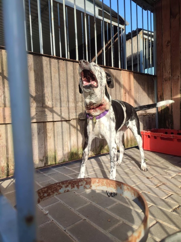 Pies żyjący w bytomskim schronisku 