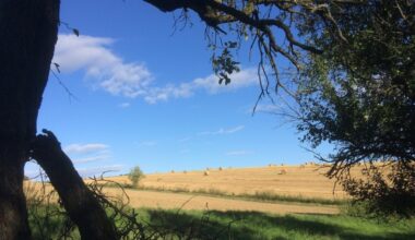 Amerykańscy miliarderzy skupują grunty rolne