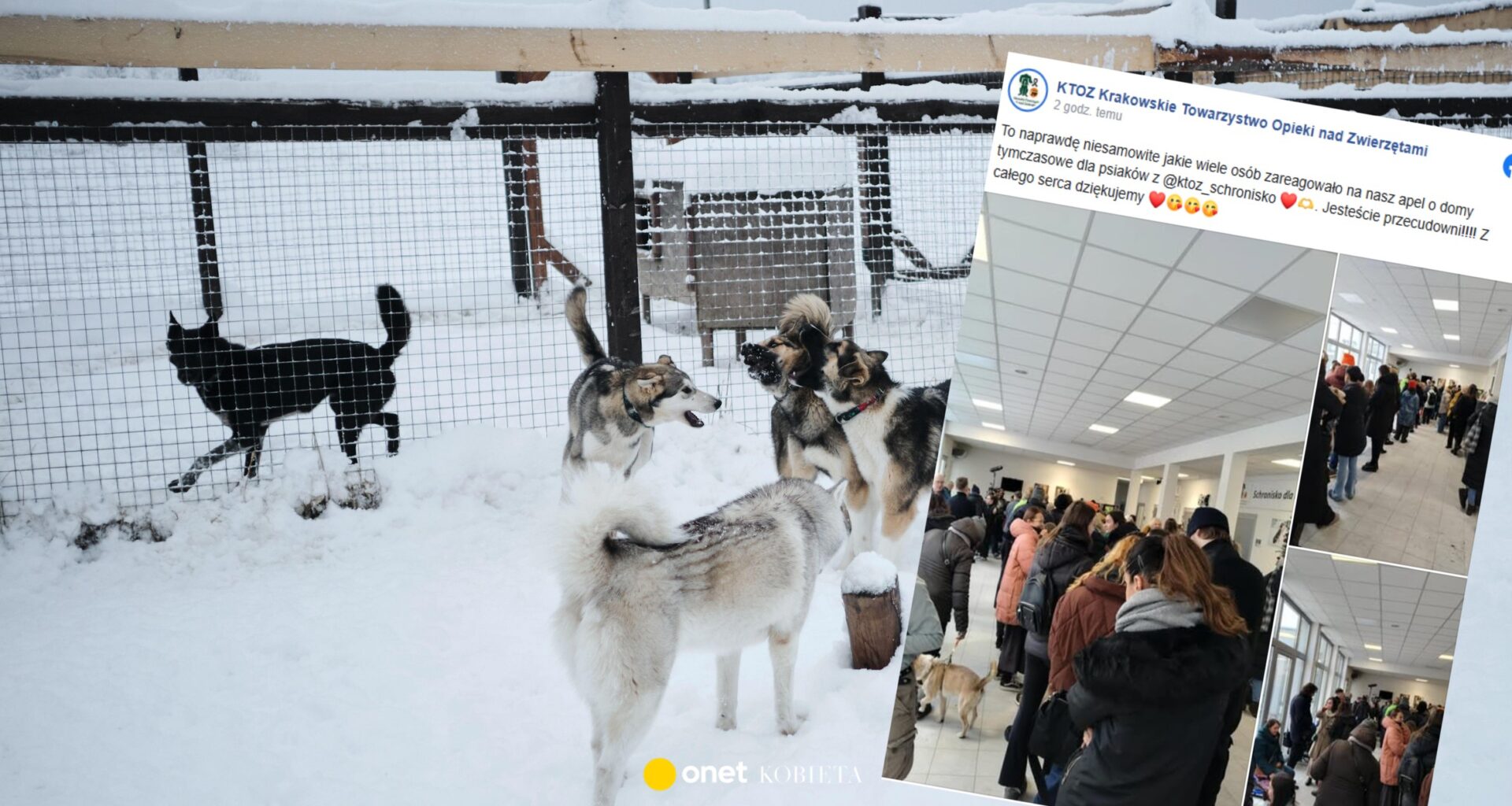 Schronisko poprosiło o pomoc w wyprowadzaniu. Zabrakło psów dla chętnych