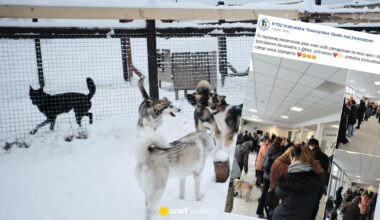 Schronisko poprosiło o pomoc w wyprowadzaniu. Zabrakło psów dla chętnych