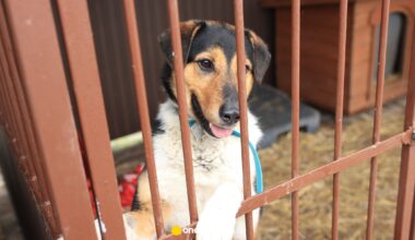 "Zamarznięta woda, niewłaściwie ocieplone budy". Lista schronisk z uchybieniami