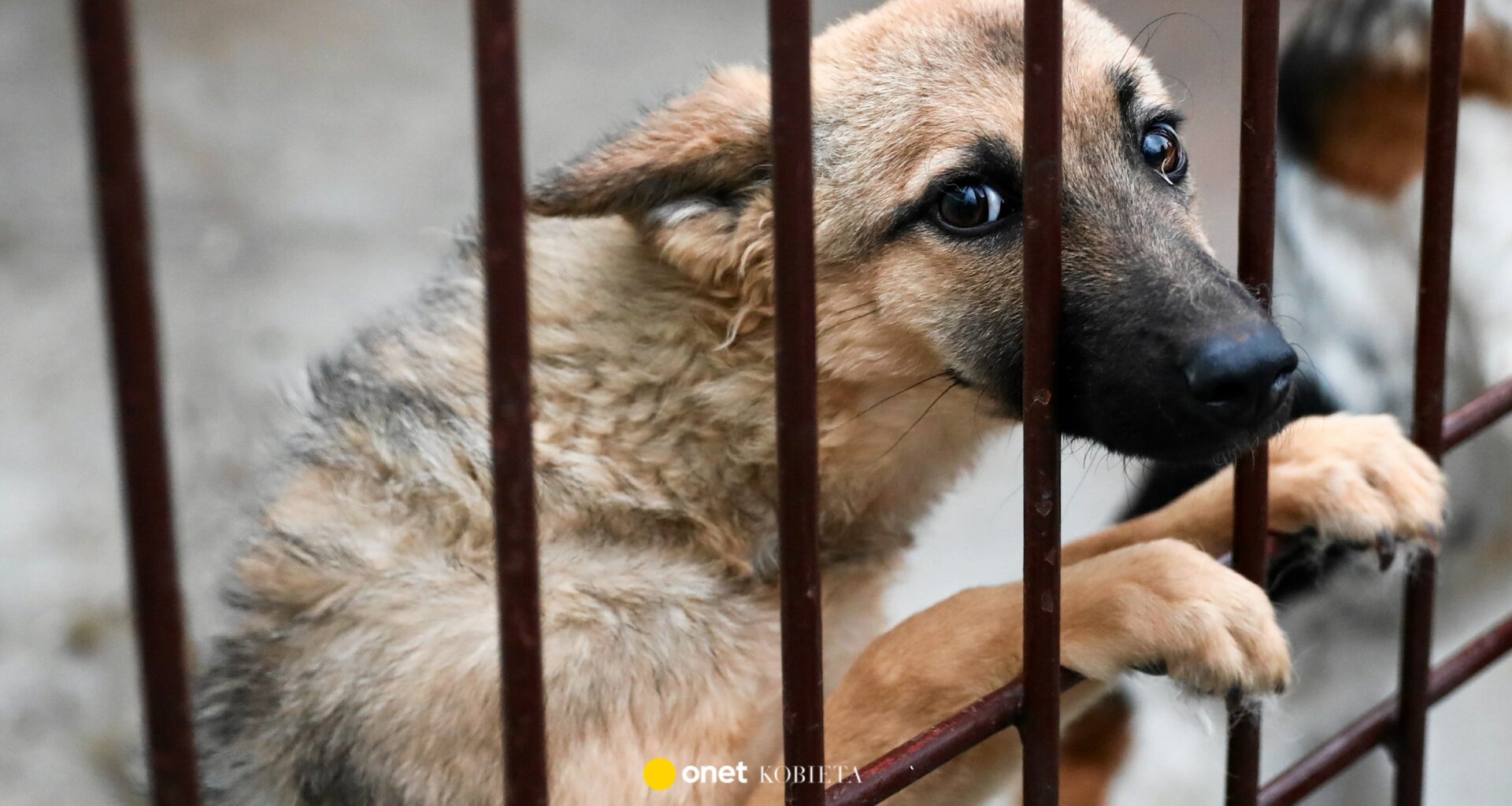 Kryzys w krakowskim schronisku. "Lekarze zostają do drugiej w nocy"