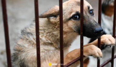 Kryzys w krakowskim schronisku. "Lekarze zostają do drugiej w nocy"