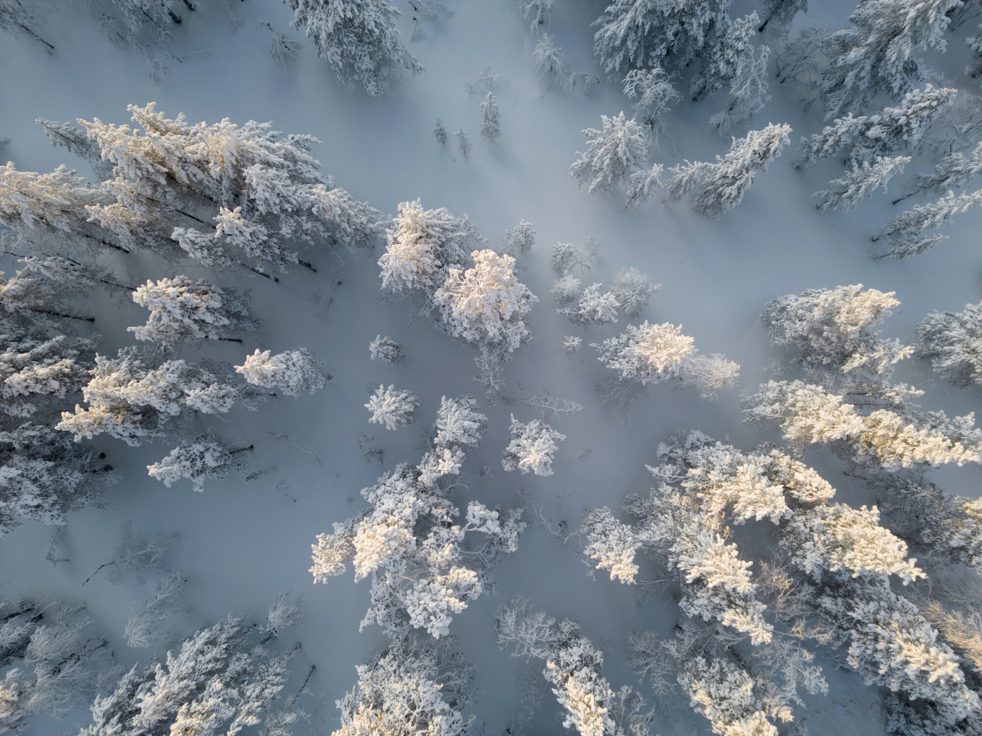 Laponię charakteryzuje surowy klimat z długimi, mroźnymi zimami (źródło: Deposit/East News)