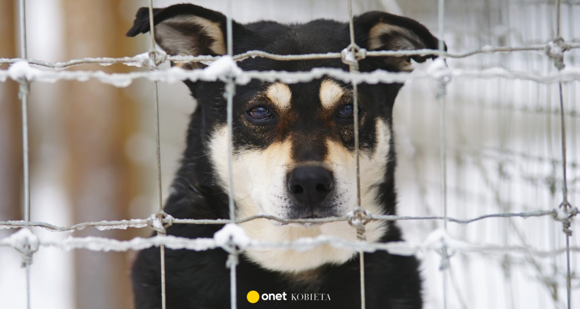 Schroniska proszą o domy tymczasowe dla psów na czas mrozów [LISTA SCHRONISK]