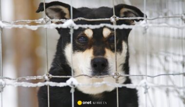 Schroniska proszą o domy tymczasowe dla psów na czas mrozów [LISTA SCHRONISK]