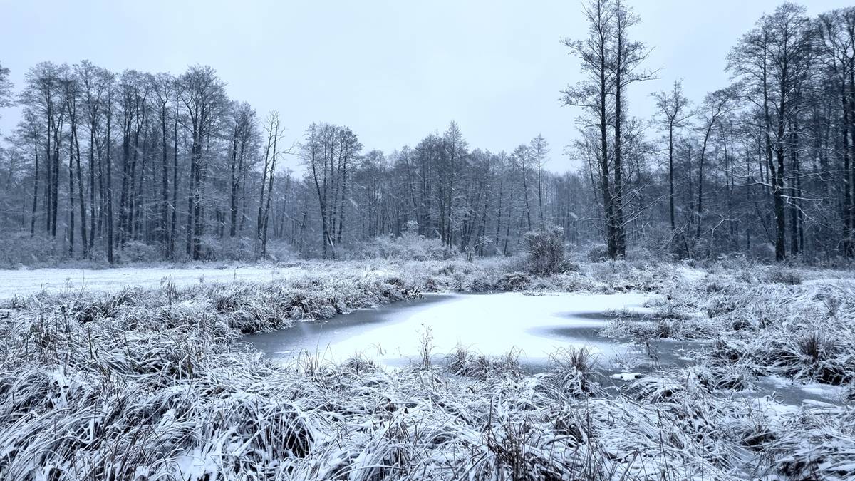 Zimowy krajobraz z zamarzniętą wodą i ośnieżonymi drzewami w tle.
