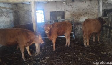 Ceny bydła 15 stycznia 2026 – cenniki skupów i realne stawki