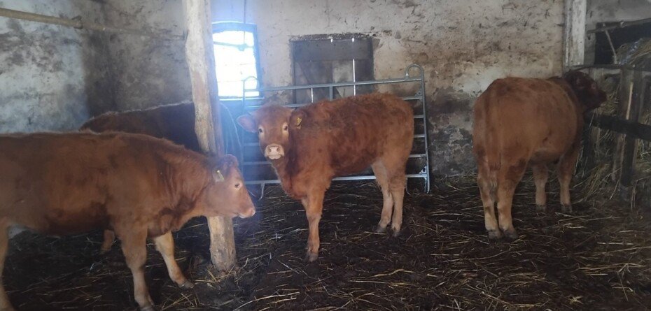 Ceny bydła 15 stycznia 2026. Ile faktycznie płacą w skupach?