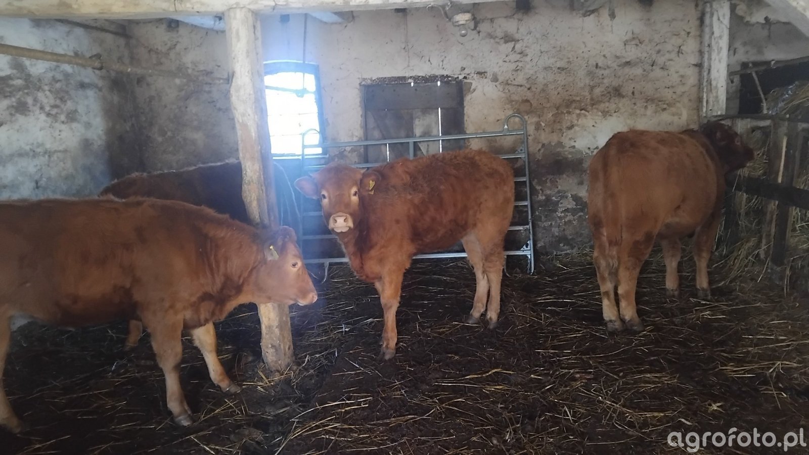 Ceny bydła 15 stycznia 2026 – cenniki skupów i realne stawki