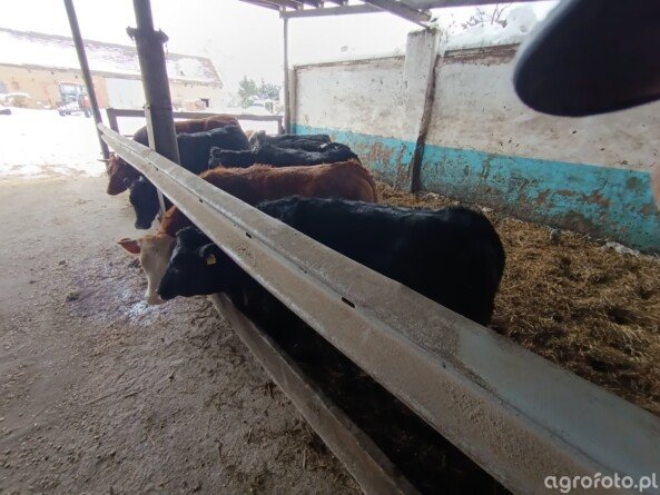 Ceny bydła 15 stycznia 2026