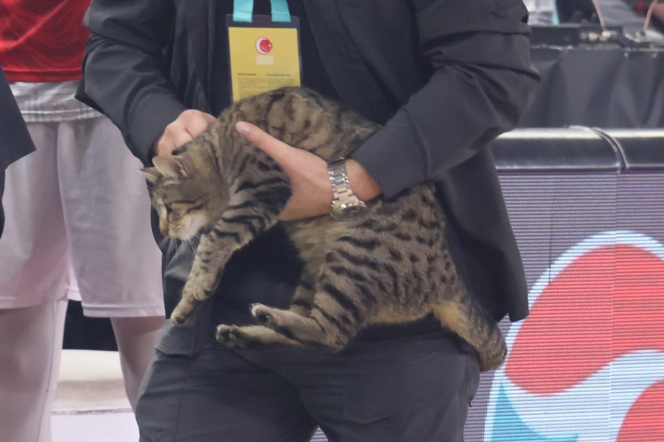 Kot wynoszony z hali podczas meczu tureckiej ligi koszykówki