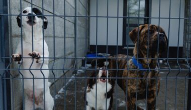Laluna pod bytomskim schroniskiem. Tłum domagał się zmian i wyjaśnień