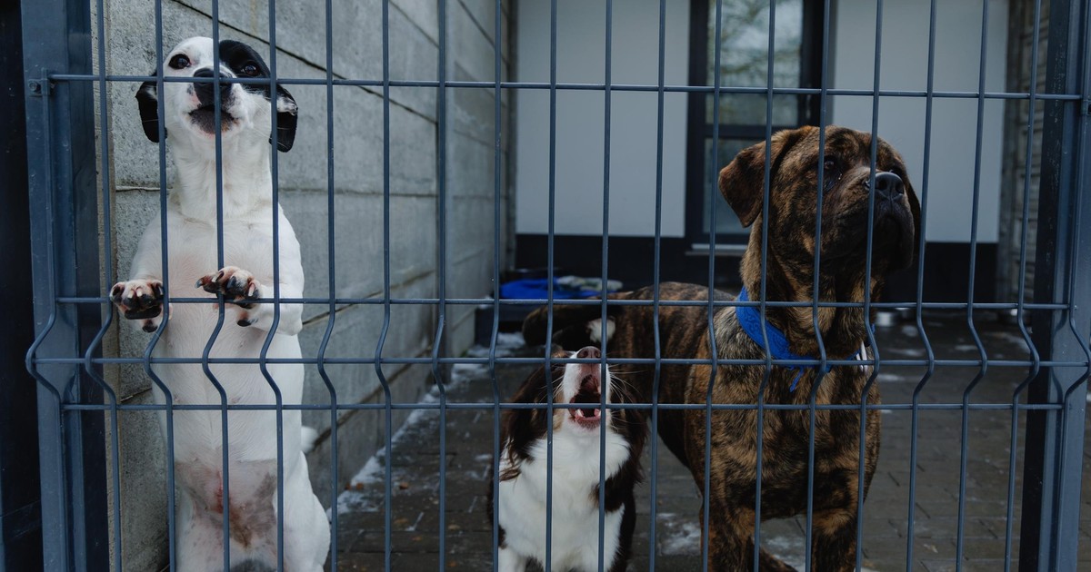 Laluna pod bytomskim schroniskiem. Tłum domagał się zmian i wyjaśnień