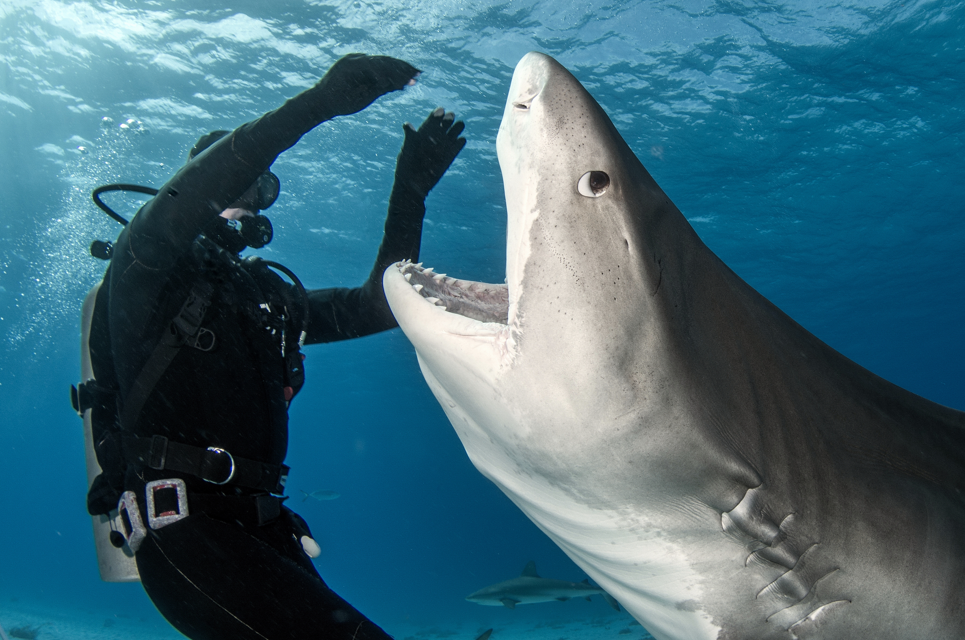 rekin, żarłacz tygrysi