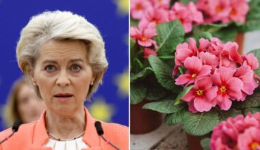 Koniec z roślinami doniczkowymi. Zbliża się nowy zakaz w Unii Europejskiej