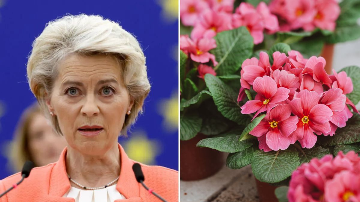 Koniec z roślinami doniczkowymi. Zbliża się nowy zakaz w Unii Europejskiej