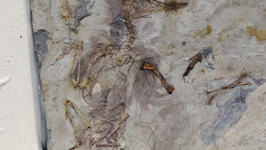 Niezwykła skamieniałość. Nikt nie wie, jak do tego doszło