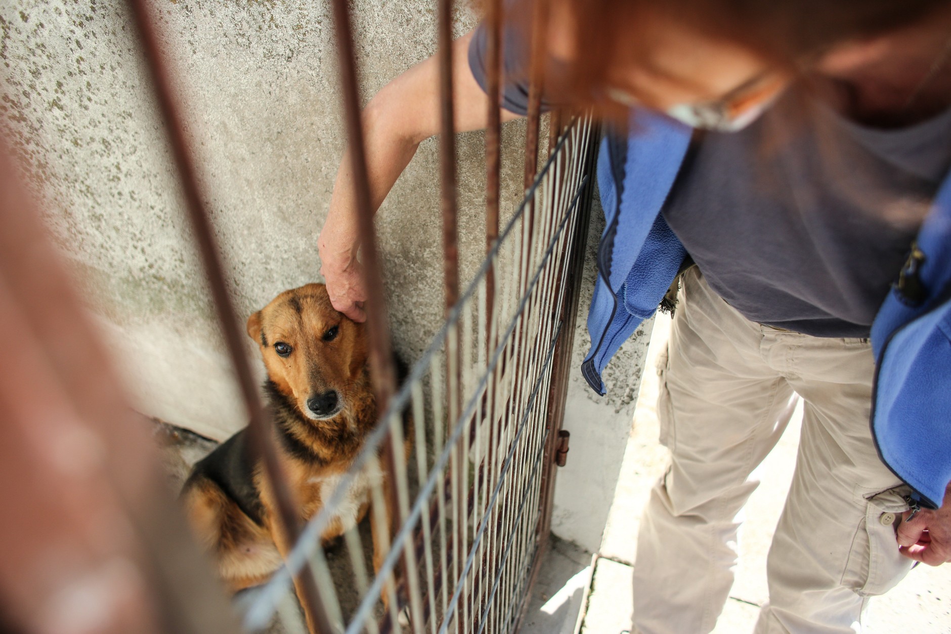 Pies w krakowskim schronisku