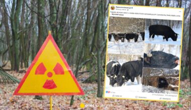 Czarnobyl. Zdziczałe krowy przetrwały zimę bez pomocy człowieka