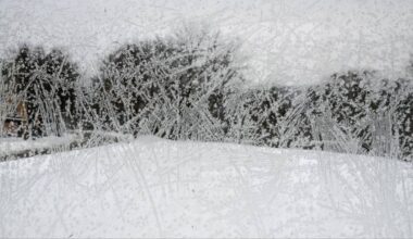 Zimowy krajobraz z zasypanymi śniegiem drzewami i trawiastą powierzchnią ze śladami nart.