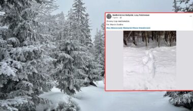 Leśnik przechadzał się po lesie, gdy nagle je zobaczył. "Dziwny ślad"