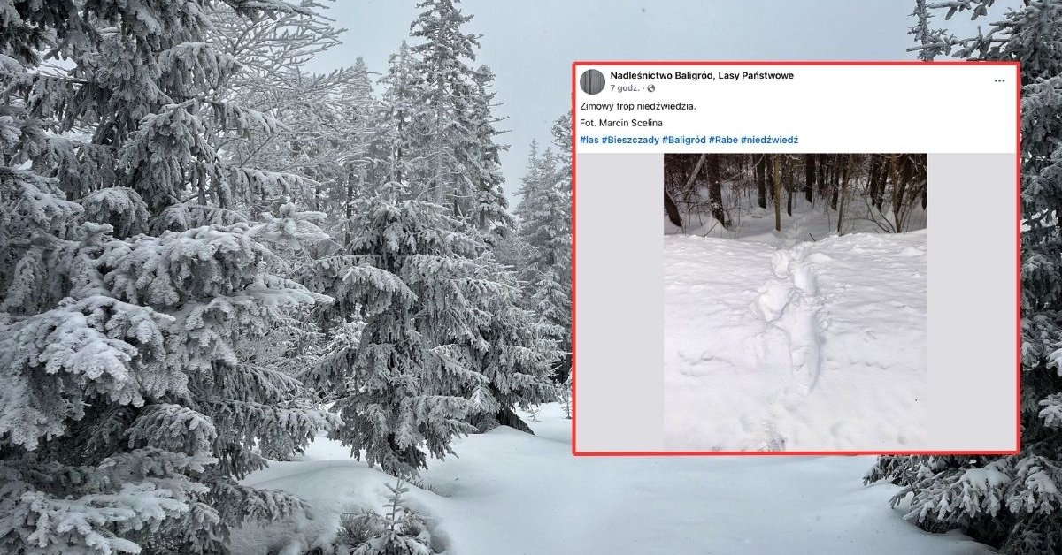 Leśnik przechadzał się po lesie, gdy nagle je zobaczył. "Dziwny ślad"
