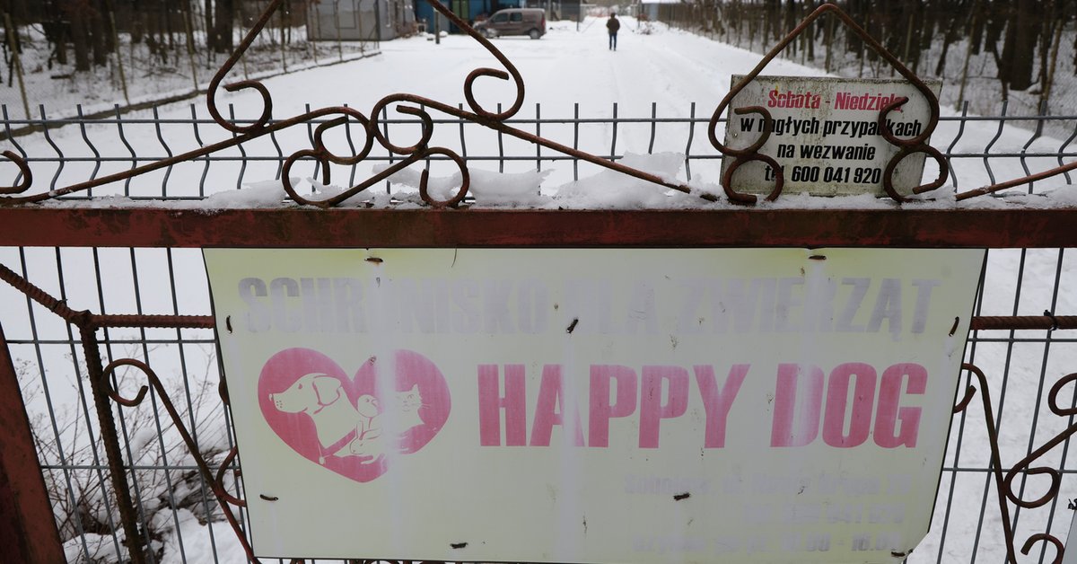 Protest przed schroniskiem w Sobolewie. Donald Tusk zabrał głos - Onet