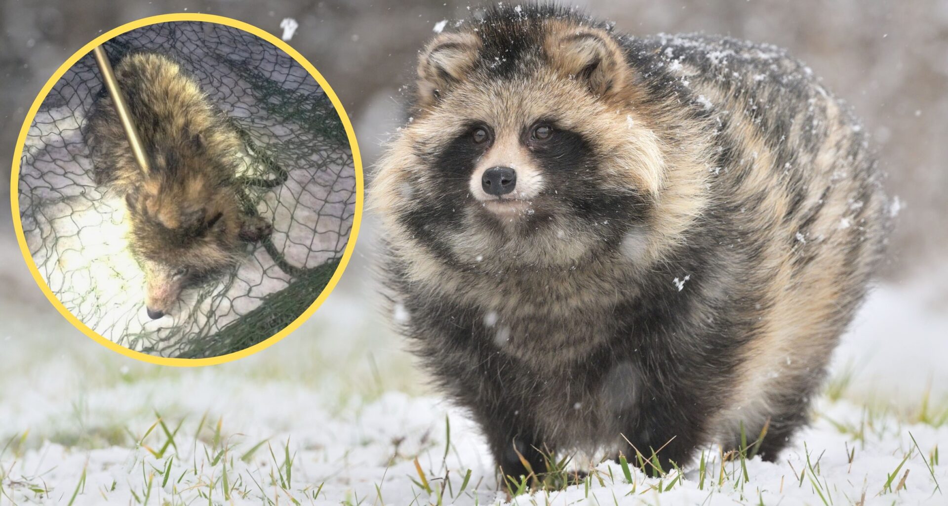 Jenot (screen: Facebook / KPPLidzbarkWarminski)