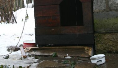 Makabryczne odkrycie w Pomorskiem. Szczeniak nie przeżył mrozów