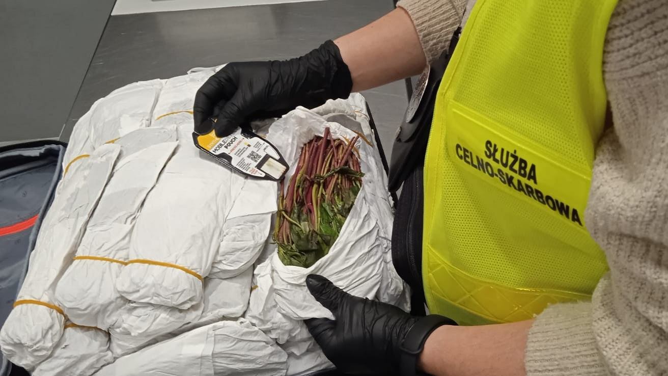 Warszawa. Celnicy udaremnili przemyt narkotyków. Aż 70 kg khatu na Lotnisku Okęcie