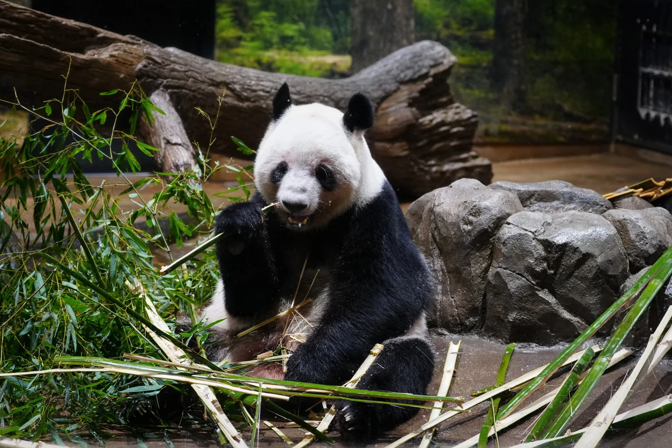 Panda Lei Lei widziana w tokijskim zoo Panda wielka siedzi wśród kamieni i gałęzi bambusa, zajadając się liśćmi w zielonym otoczeniu przypominającym las.