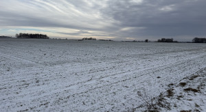 Sucho i zimno. Warunki dla ozimin są trudniejsze niż w ostatnich dwóch latach