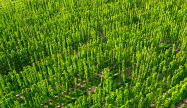 W Polsce rośnie najdroższa roślina świata. Zbiory ruszają już niebawem