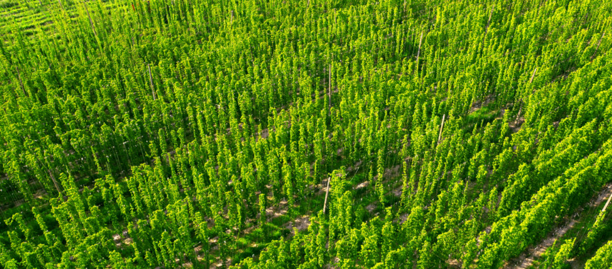 W Polsce rośnie najdroższa roślina świata. Zbiory ruszają już niebawem