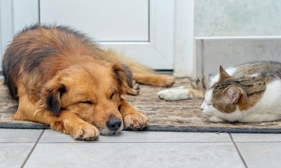 Rewolucja dla właścicieli psów i kotów. KROPiK uderzy ich po kieszeni