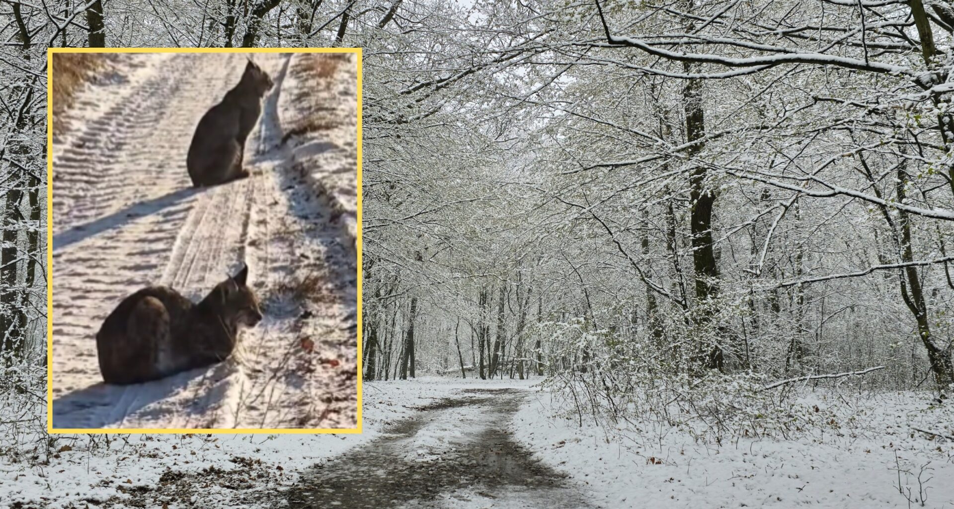 Leśnicy z woj. zachodniopomorskiego pokazali nagranie z rysiami (facebook.com/Nadleśnictwo Dobrzany)