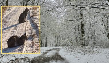 Leśnicy z woj. zachodniopomorskiego pokazali nagranie z rysiami (facebook.com/Nadleśnictwo Dobrzany)