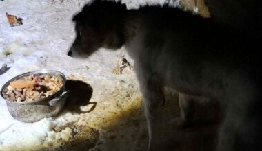 Nic słodszego dzisiaj nie zobaczysz. "Jak w piosence"